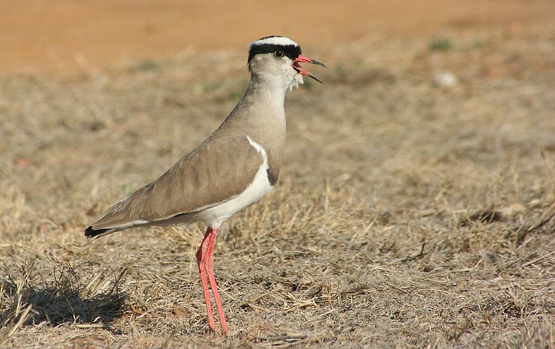 frieda 050.jpg - Gee pad!